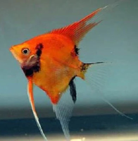 Red devil